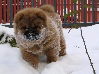pet health warning signs