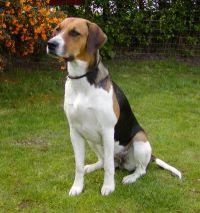 best online vet services