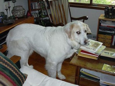 accident only pet insurance