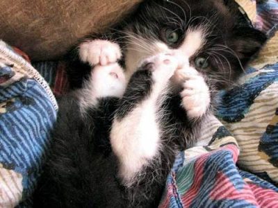 best cat food for senior cats