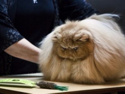 best cat food for sensitive stomach