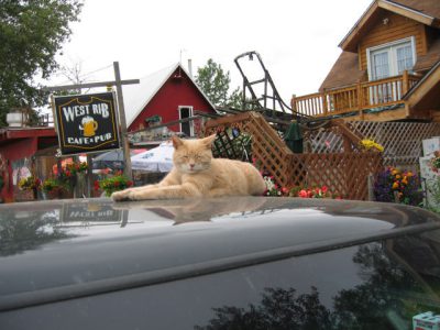 cat weight management food