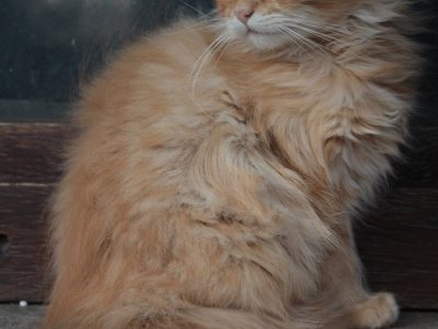 best cat litter boxes