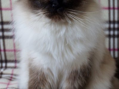 best cat supplements