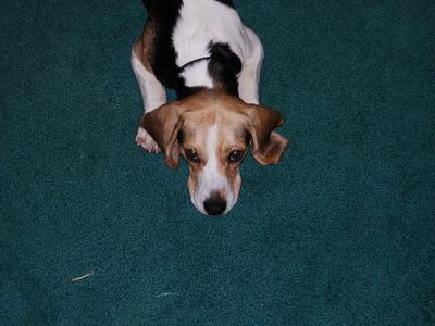 best allergy supplements for dogs