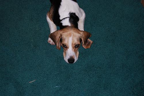 best allergy supplements for dogs