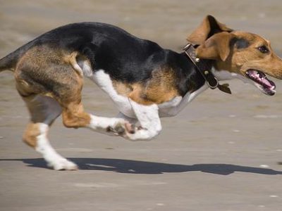 best dog brush for shedding