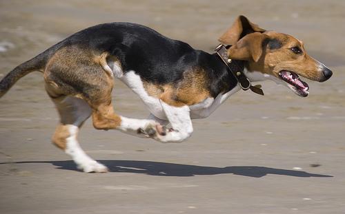 best dog brush for shedding
