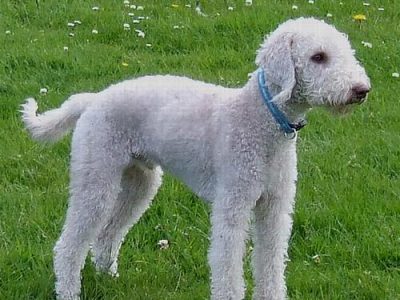 best calming supplements for dogs