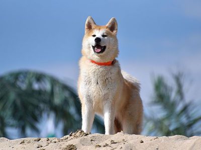 best dog crates