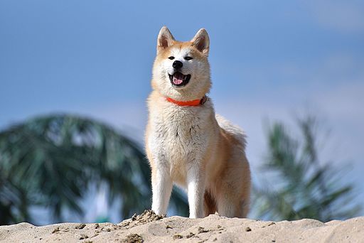 Pet Insurance Explained: Everything You Need to Know in 2026
