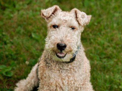 best dental chews for dogs