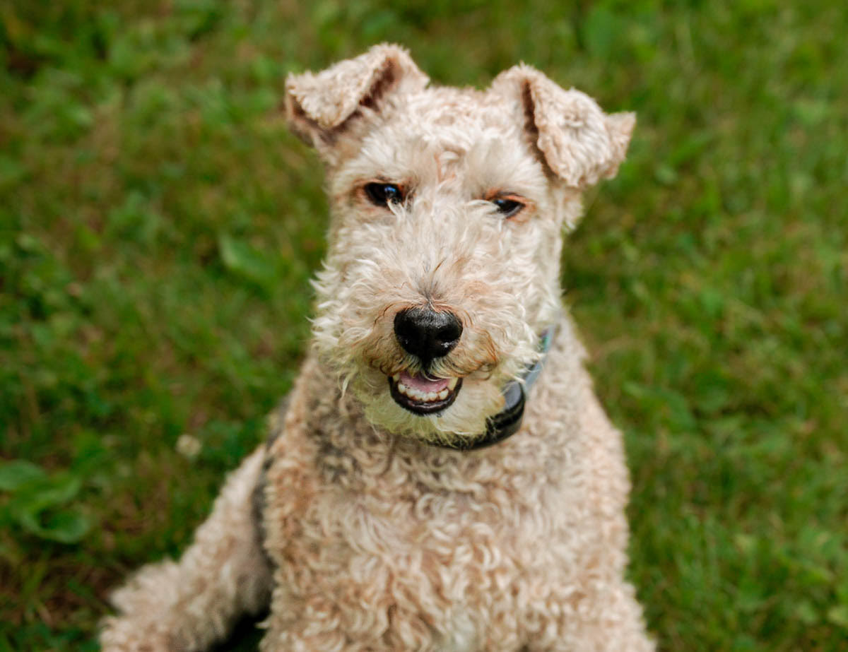 Pet Insurance Explained: Everything You Need to Know in 2026