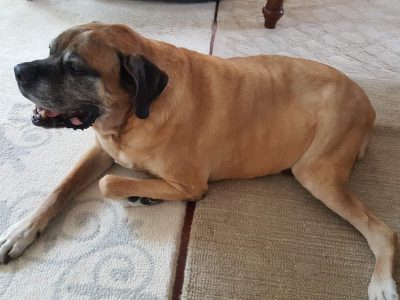 best dog DNA test