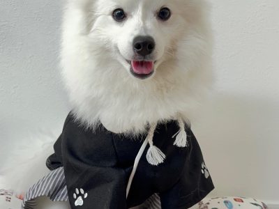 best dog first aid kit