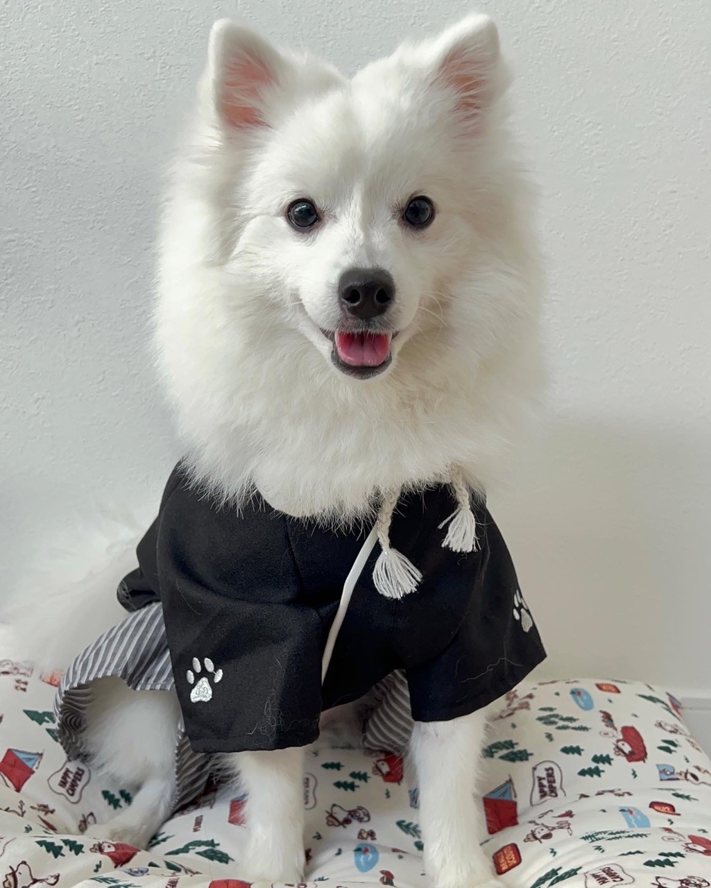 best dog first aid kit