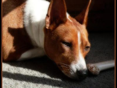 best dog food for allergies