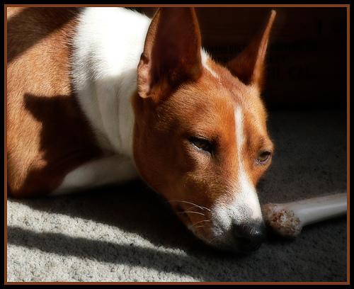 best dog food for allergies