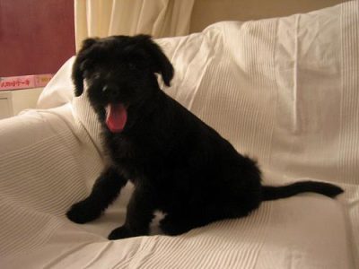 best dog food for kidney disease
