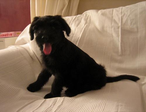 best dog food for kidney disease
