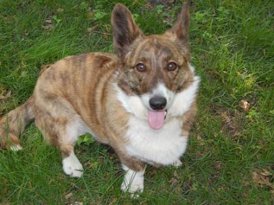 best dog food for large dogs