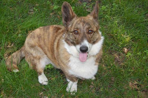 best dog food for large dogs