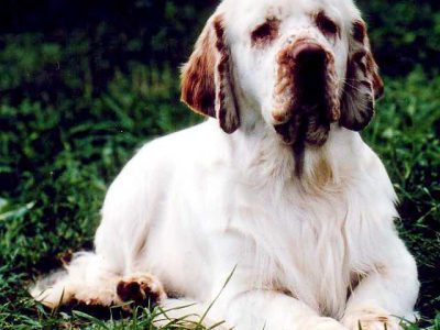 best dog food for senior dogs
