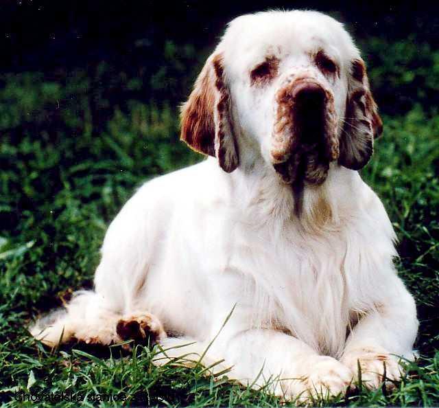 best dog food for senior dogs
