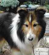 best dog food for sensitive stomach