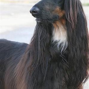 best dog food for small dogs