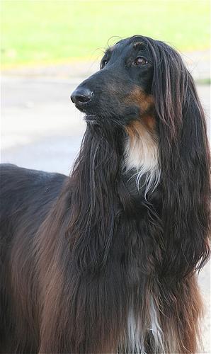 best dog food for small dogs