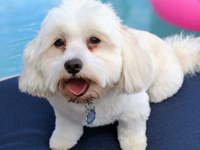 best dog food for weight loss
