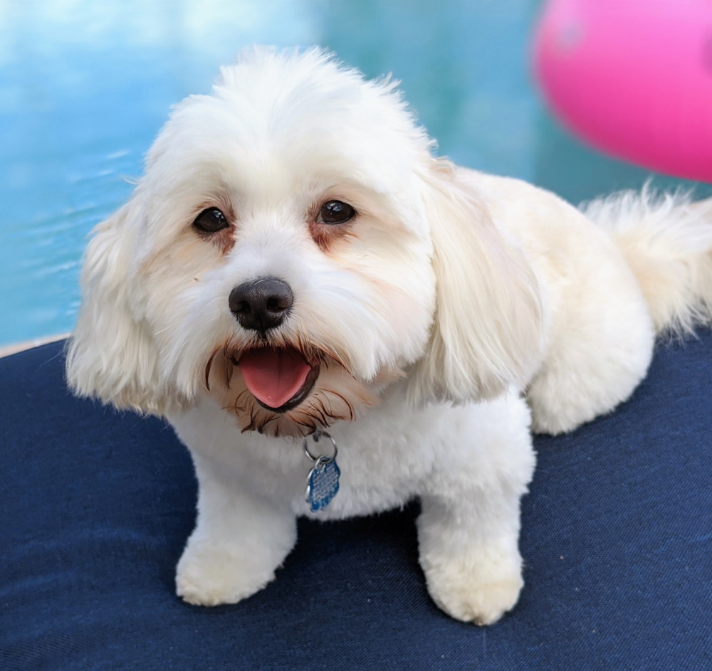 best dog food for weight loss