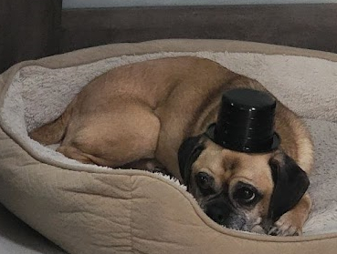 best dog grooming tools