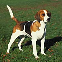dog kidney support