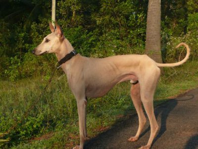 best dog leashes and harnesses