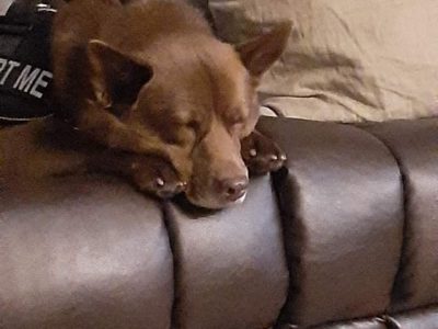 best dog nail grinder