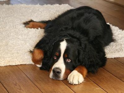 best dog shampoo