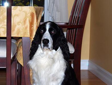 best dog stairs for senior dogs