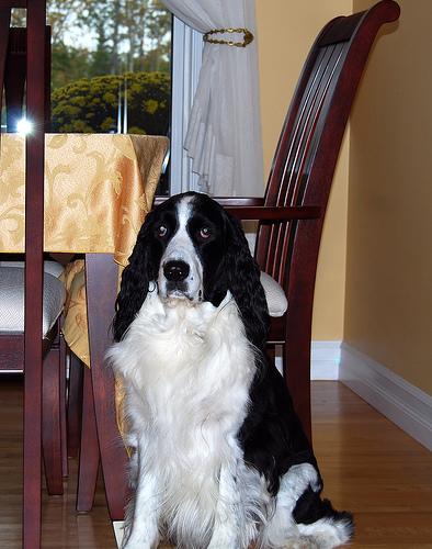 best dog stairs for senior dogs