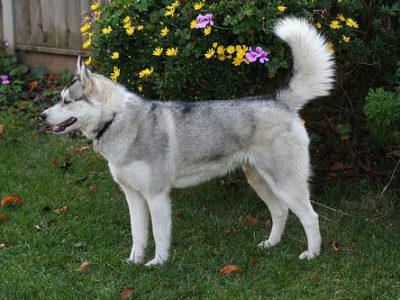 best dog training treats