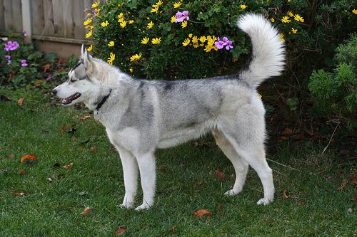 best dog training treats