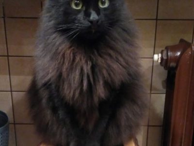 best dry cat food