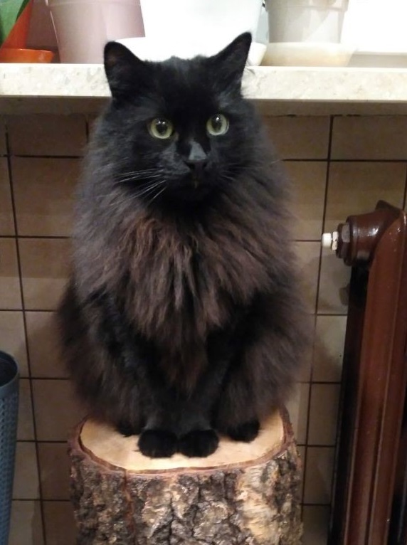 best dry cat food