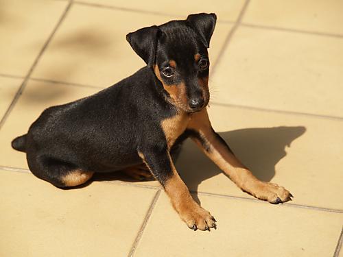 best dry dog food