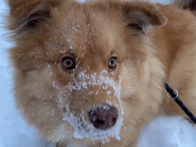 large dog breed health