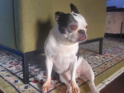 best food for senior dogs
