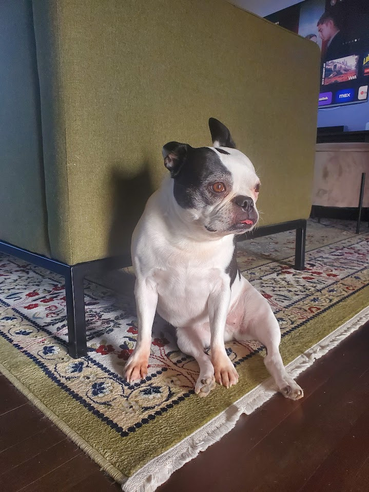 best food for senior dogs