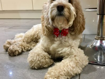 small dog breed health