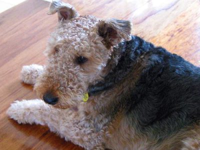 best glucosamine for dogs
